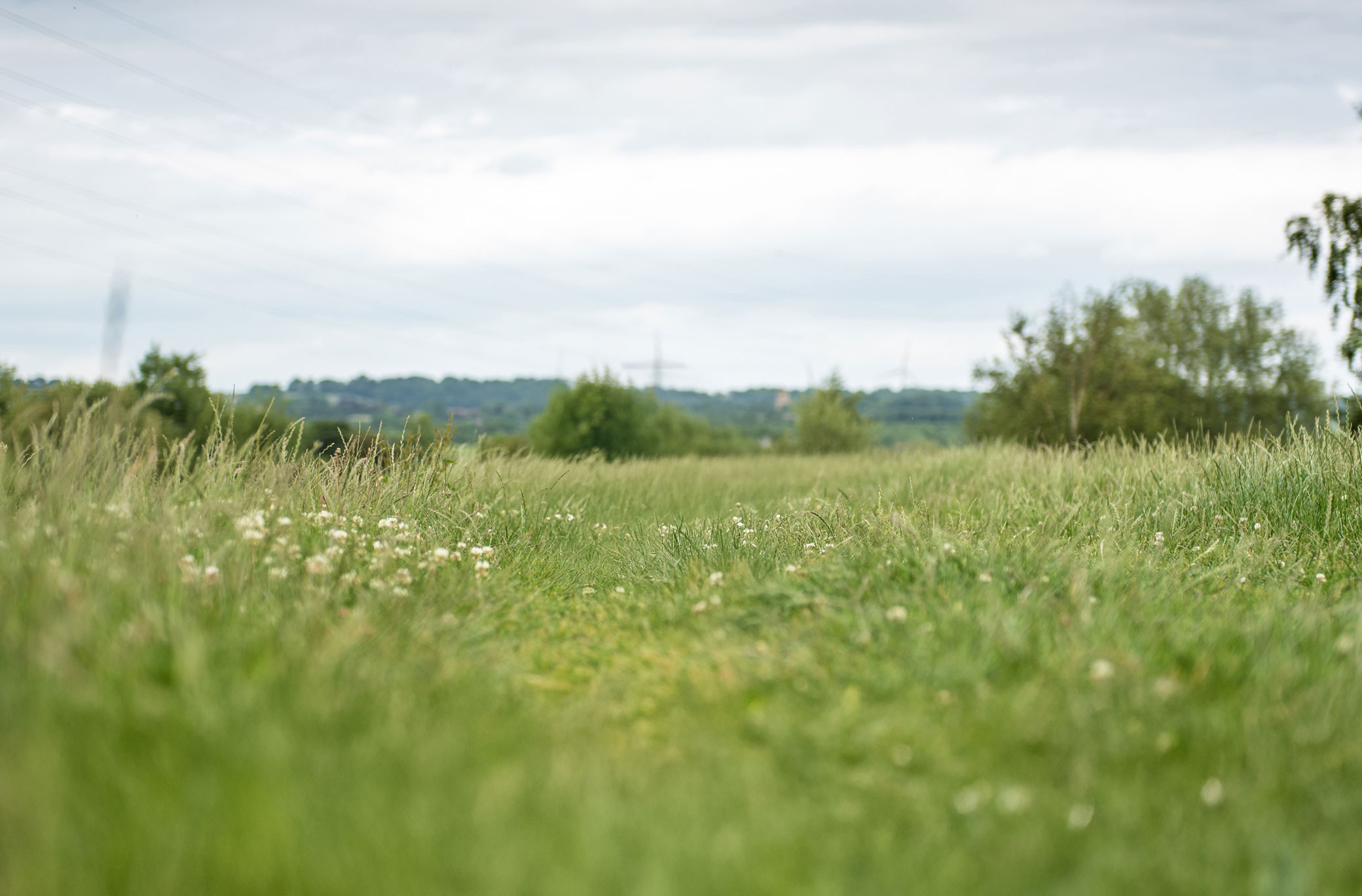 What Is a SANG? A Simple Guide to Suitable Alternative Natural Green Space