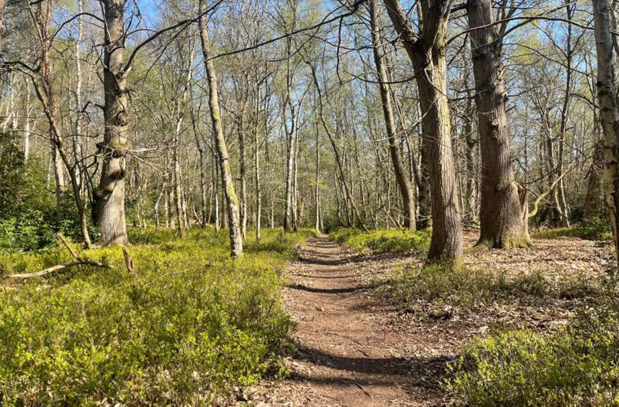 Surrey Woodland